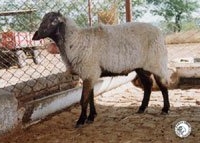 Deccani sheep