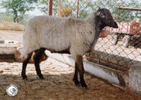 A Deccani sheep