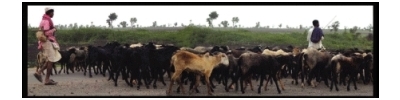 Black Sheep header image